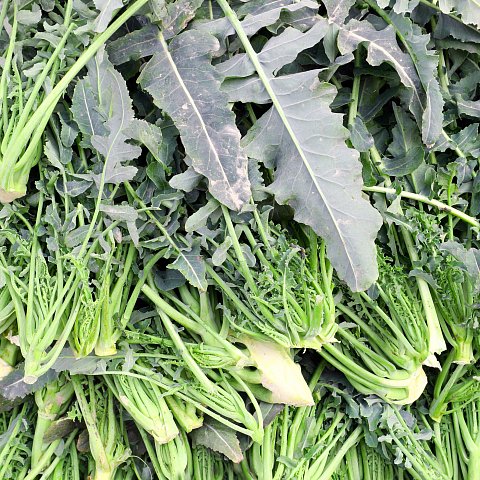 Broccolo Fiolaro