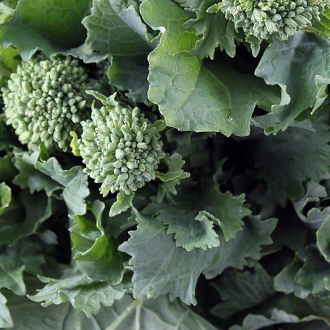 Broccoletti ( Mungnoli)