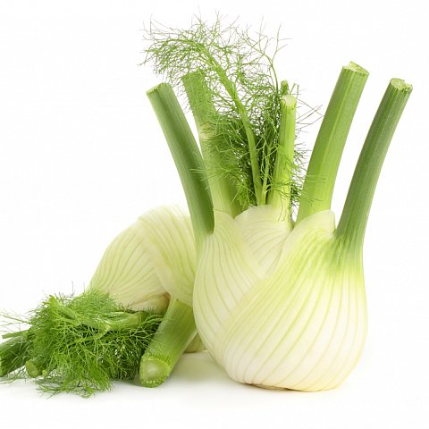 Fenchel mittel