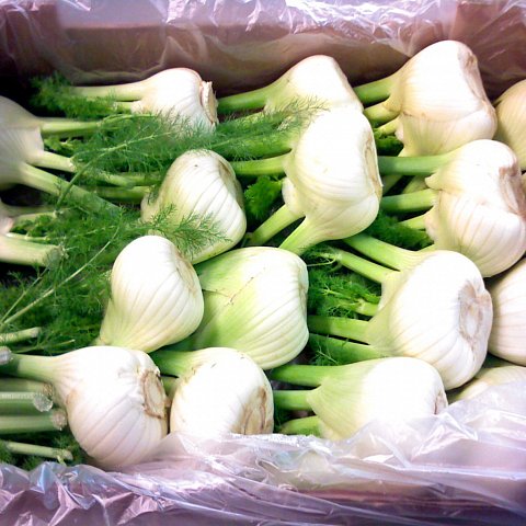 BIO Fenchel