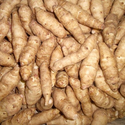 Helianti ( Sonnenwurzel )