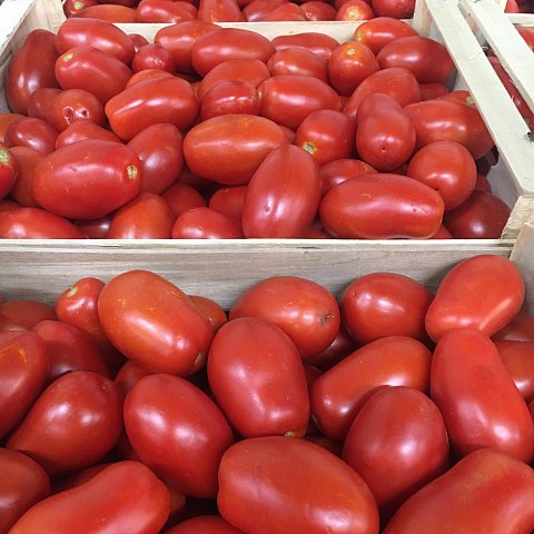 Tomaten `Perette` für Sugo