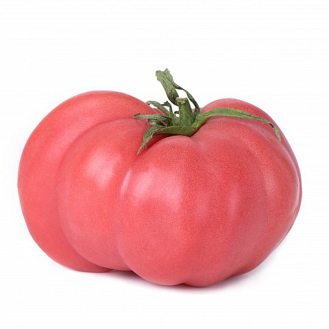 Tomaten Berner Rosen