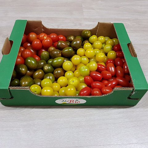 BIO Datterino Mix Tomaten