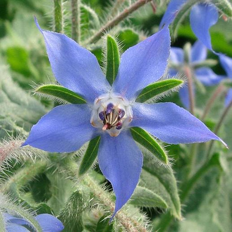 Boretschblüten