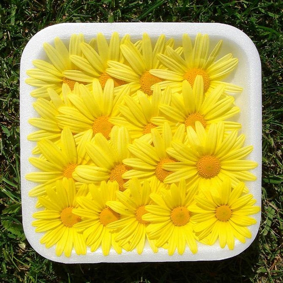 Gänseblumen Gelb