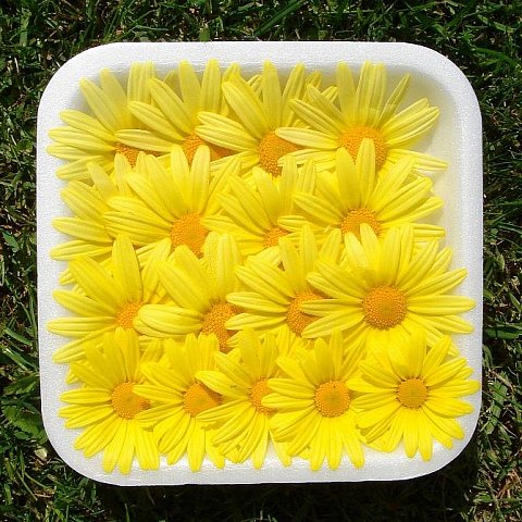 Gänseblumen Gelb