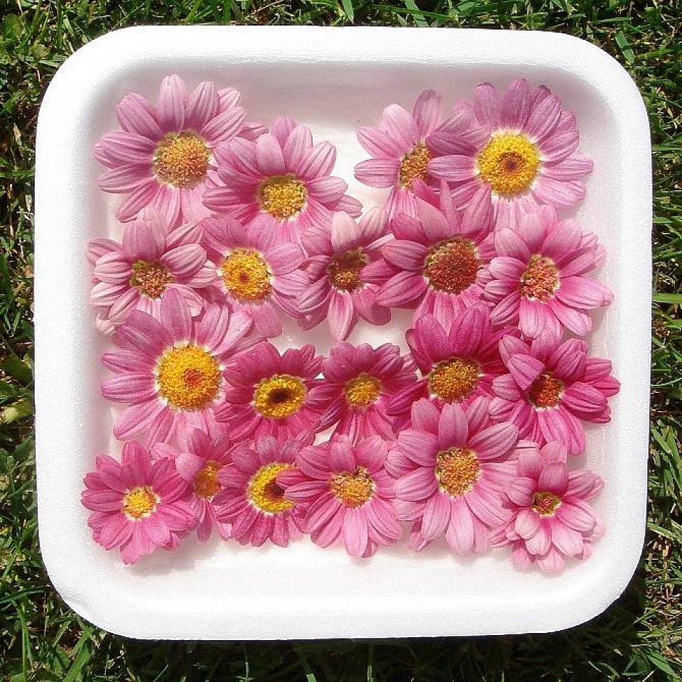Gänseblumen Rot