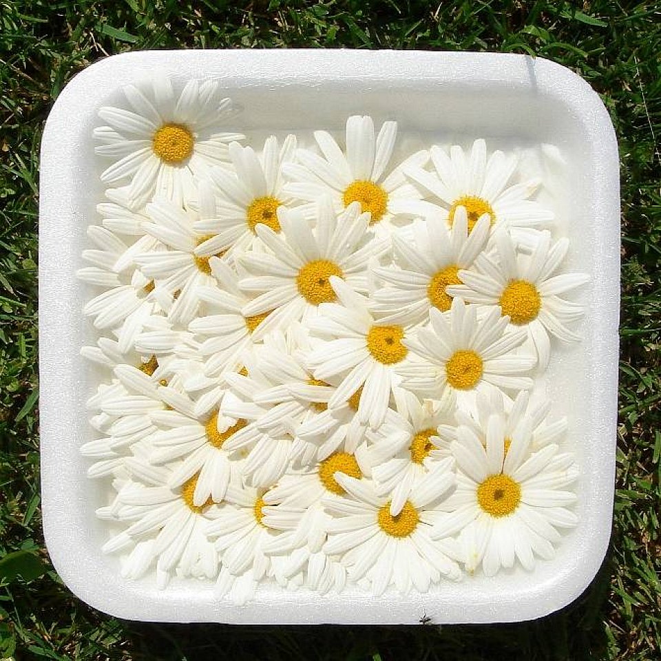 Gänseblumen weiss