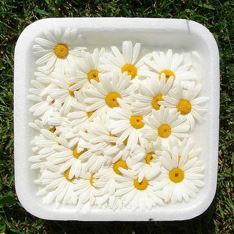 Gänseblumen weiss