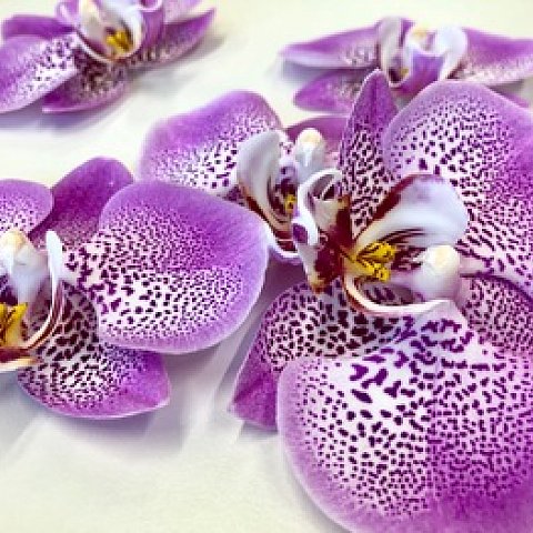 Orchideenblüten