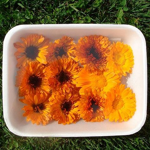 Ringelblumen
