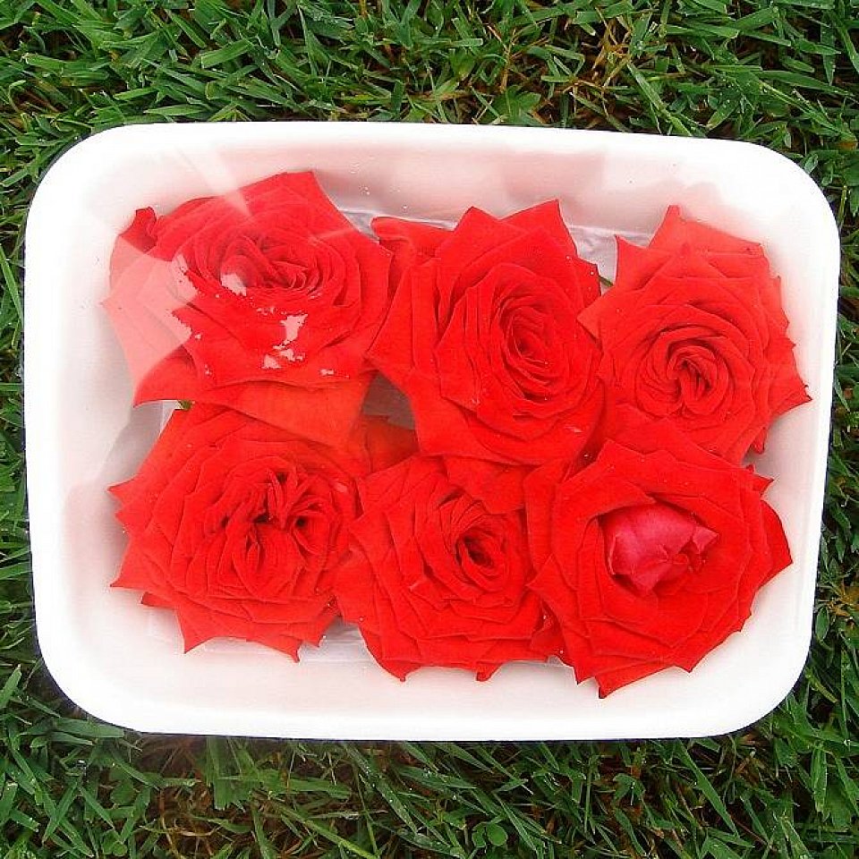 Rosenblüten