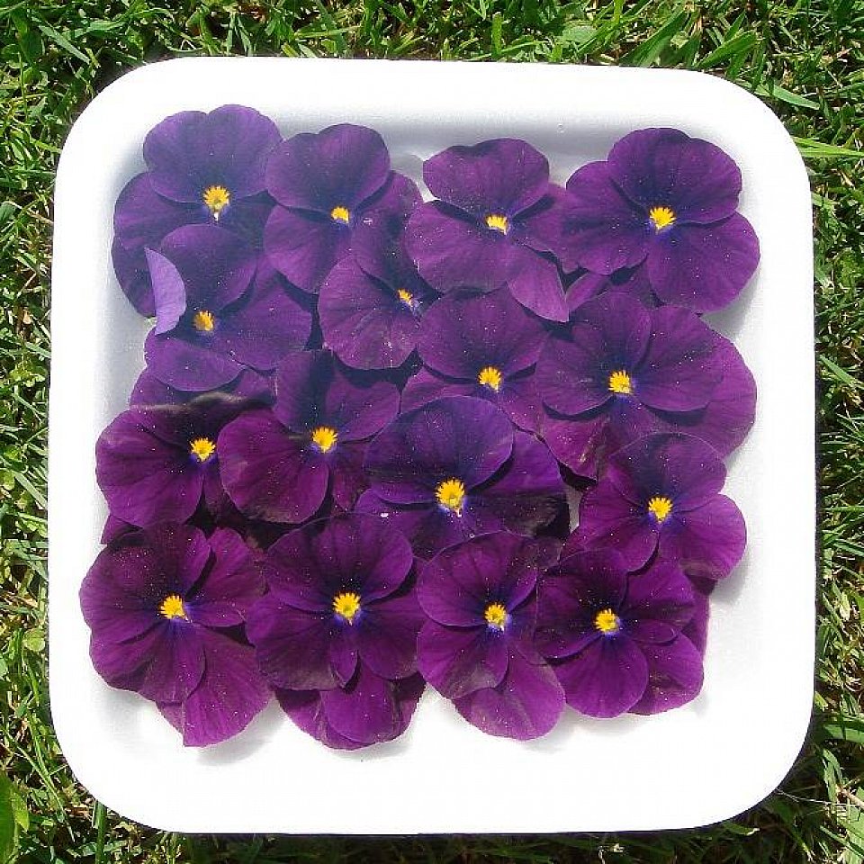 Stiefmütterchen Violett