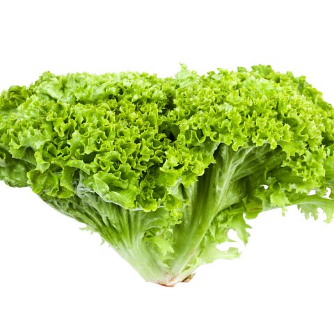 Lollo Grün