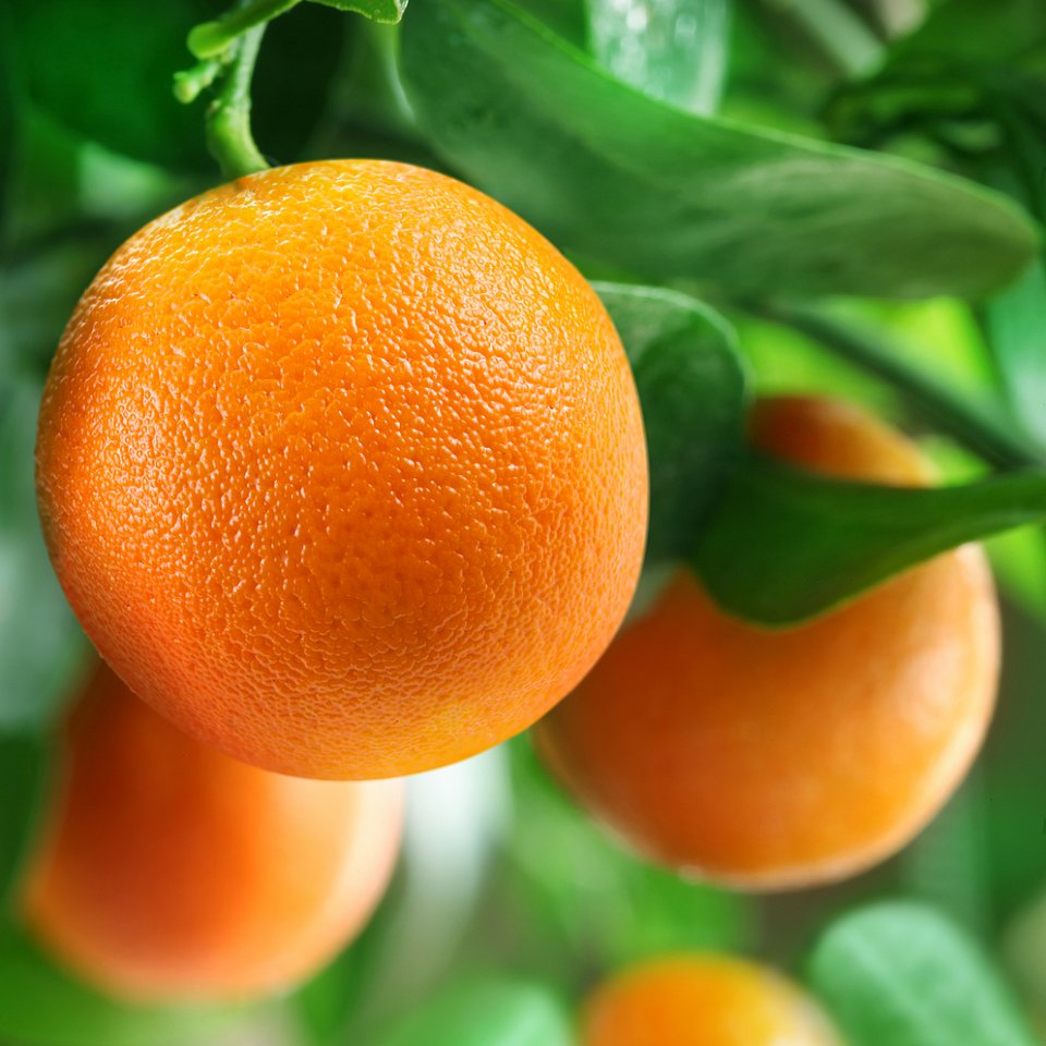 Orangen Tarocco mit Blatt