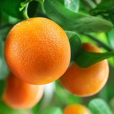 Orangen Tarocco mit Blatt