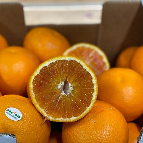 BIO Orangen Tarocco Arcoria