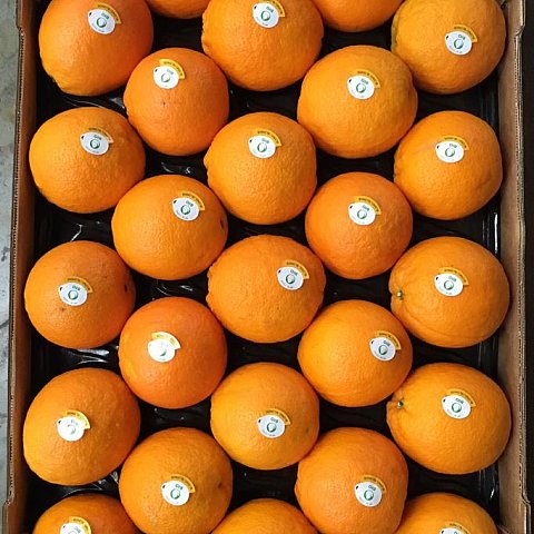 BIO Orangen Navelinas