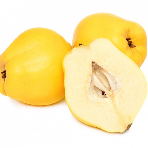 Quitten