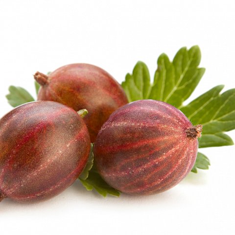 Stachelbeeren Rot 8x250gr.