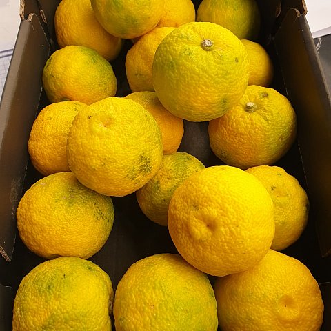 Yuzu