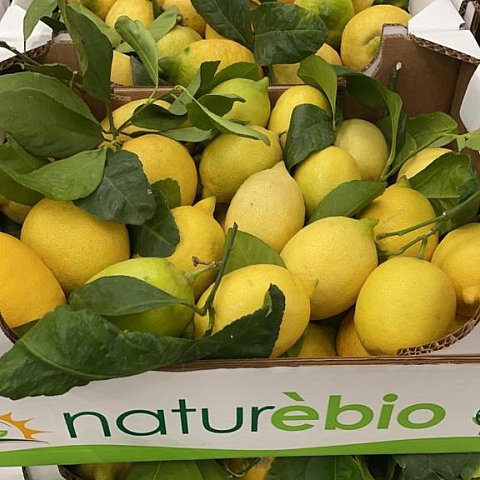 BIO Zitronen mit Blatt