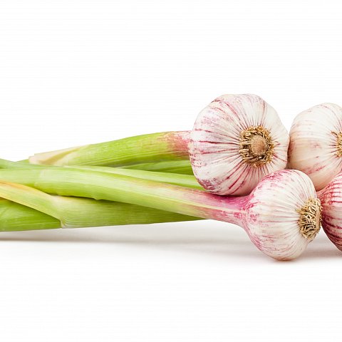 Knoblauch frisch Viola